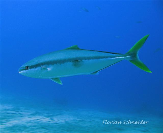 (Seriola Cuvier, 1816) Род Сериолы, Желтохвосты, Амберджеки, Genus